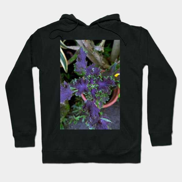 Philippine ornamental plant Hoodie by likbatonboot